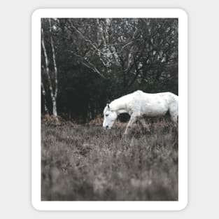 White Horse in Forest Sticker